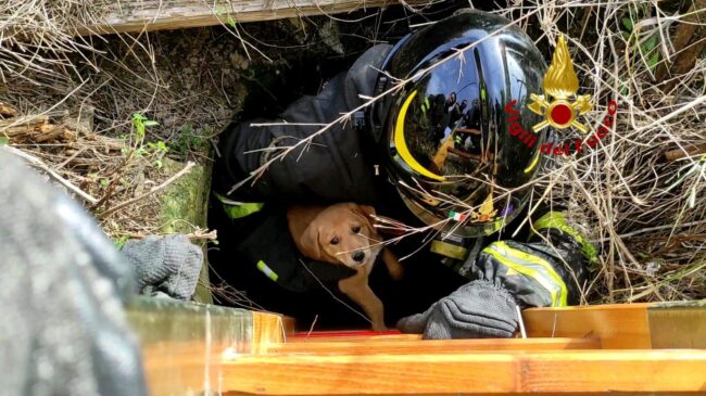 Cuccioli di cane precipitano in pozzo artesiano: pompieri intervengono nel sito archeologico e li salvano – FOTO
