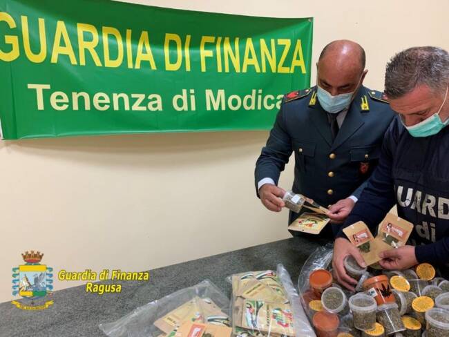 Commercianti di cannabis light denunciati: sequestrati 3,5 chili di canapa sativa light