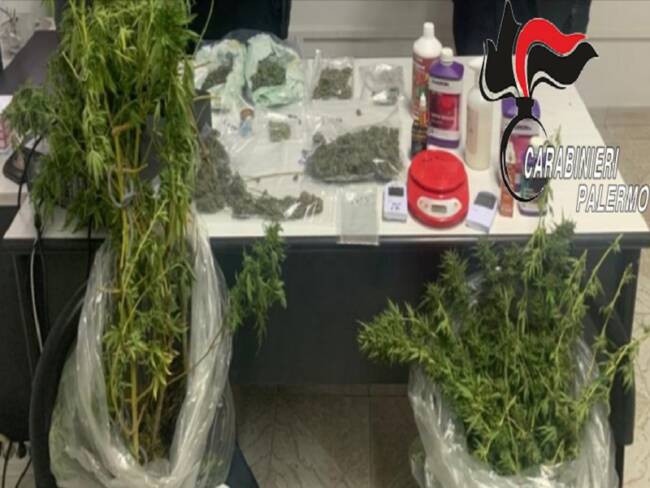Marijuana e alte piante di cannabis in casa: arrestato 38enne, denunciata la convivente