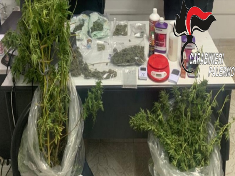 Marijuana e alte piante di cannabis in casa: arrestato 38enne, denunciata la convivente
