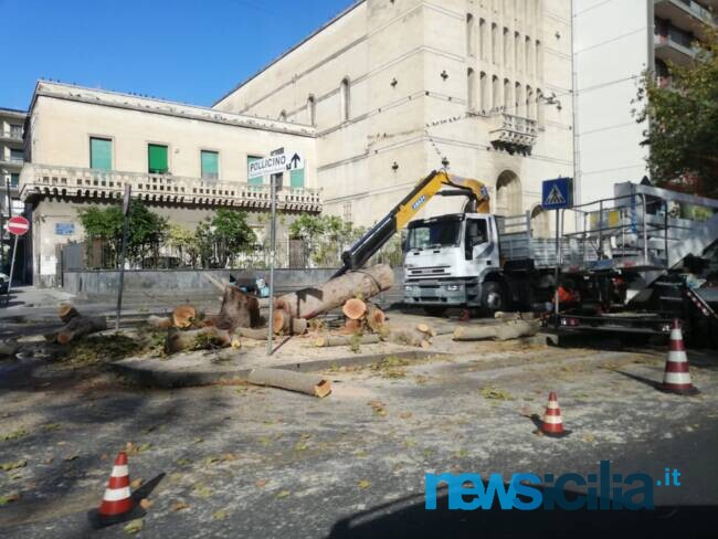 Catania sempre meno verde? Il “mistero” degli alberi mozzati e la versione di Cantarella: “È per la sicurezza”