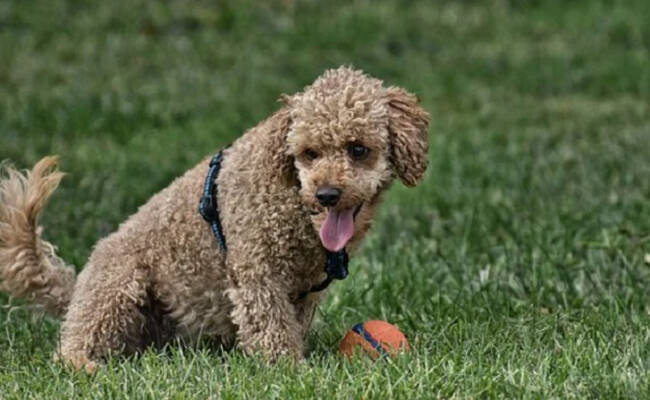 Ars, approvato articolo Ddl che prevede l’obbligo di portare bottiglietta d’acqua per pulire pipì dei cani