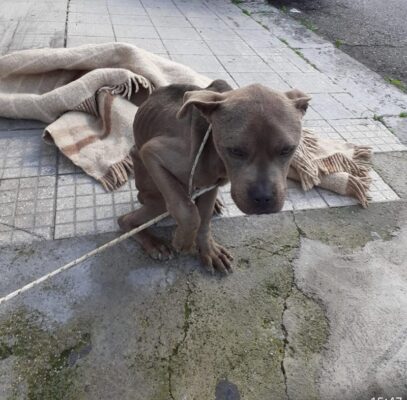 Maltrattamento animale a Messina, cane legato a un palo denutrito e disidratato: fotografato l’autore