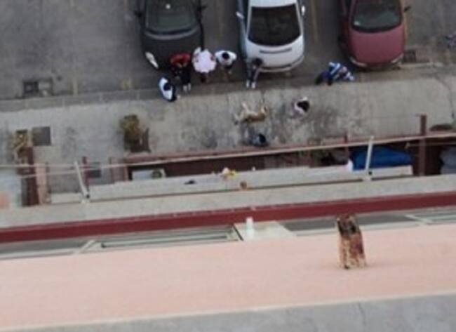 Cane abbandonato precipita dal balcone e muore: dopo sette anni, condannato il proprietario