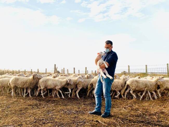 Il pastore è positivo al Covid-19 e non può badare alle pecore, lo sostituisce il sindaco: “Era disperato per loro”