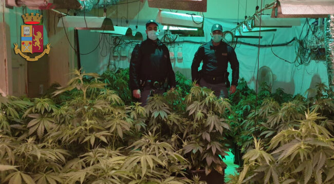 Spaccio a Palermo: scoperta piantagione di marijuana, 75 piantine indoor e 2.590 euro in casa