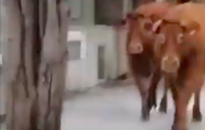 Mucche pascolano liberamente al cimitero di Ragusa Ibla: il VIDEO che ha scatenato le proteste dei cittadini