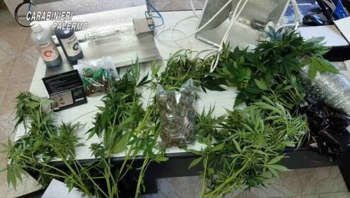 Serra di marijuana in casa, trovate piantine e droga “pronta”: ai domiciliari 24enne