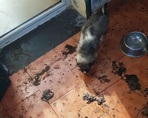 Catania, bimbi segregati in casa abusiva e 40 cani maltrattati nell’Oasi del Simeto: due indagati