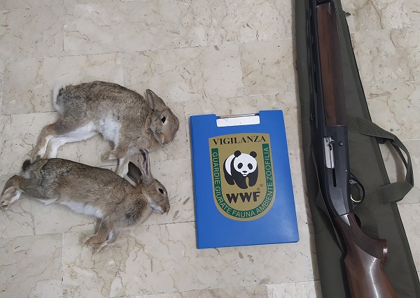 Uccidono conigli selvatici ma la caccia di tale specie è sospesa: due cacciatori finiscono nei guai