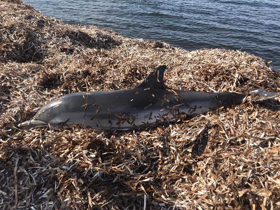 Si spiaggia sulle coste siciliane, la FOTO fa il giro del web in pochi minuti: morto piccolo delfino