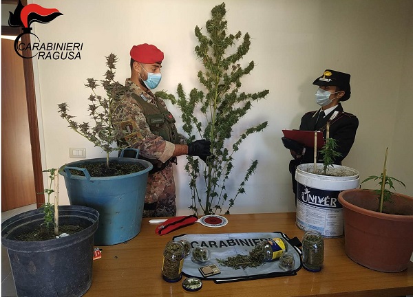 Piante di marijuana nell’appartamento e in un casolare: in manette il 29enne Salvatore Catauro