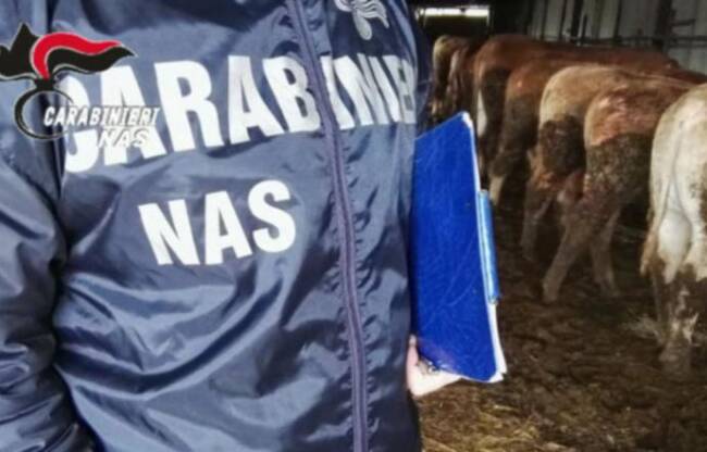 Paternò, scoperto mattatoio abusivo: macellazione clandestina e in pessime condizioni – IL VIDEO