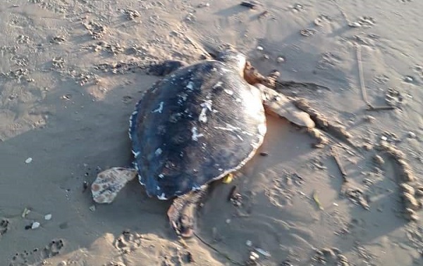 Triste scoperta nella spiaggia di Punta Braccetto: trovata morta una tartaruga marina