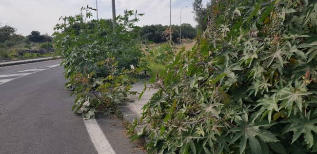Marciapiedi come giungla, degrado in via Gèza Kertèsz: consigliere Zingale portavoce dei cittadini