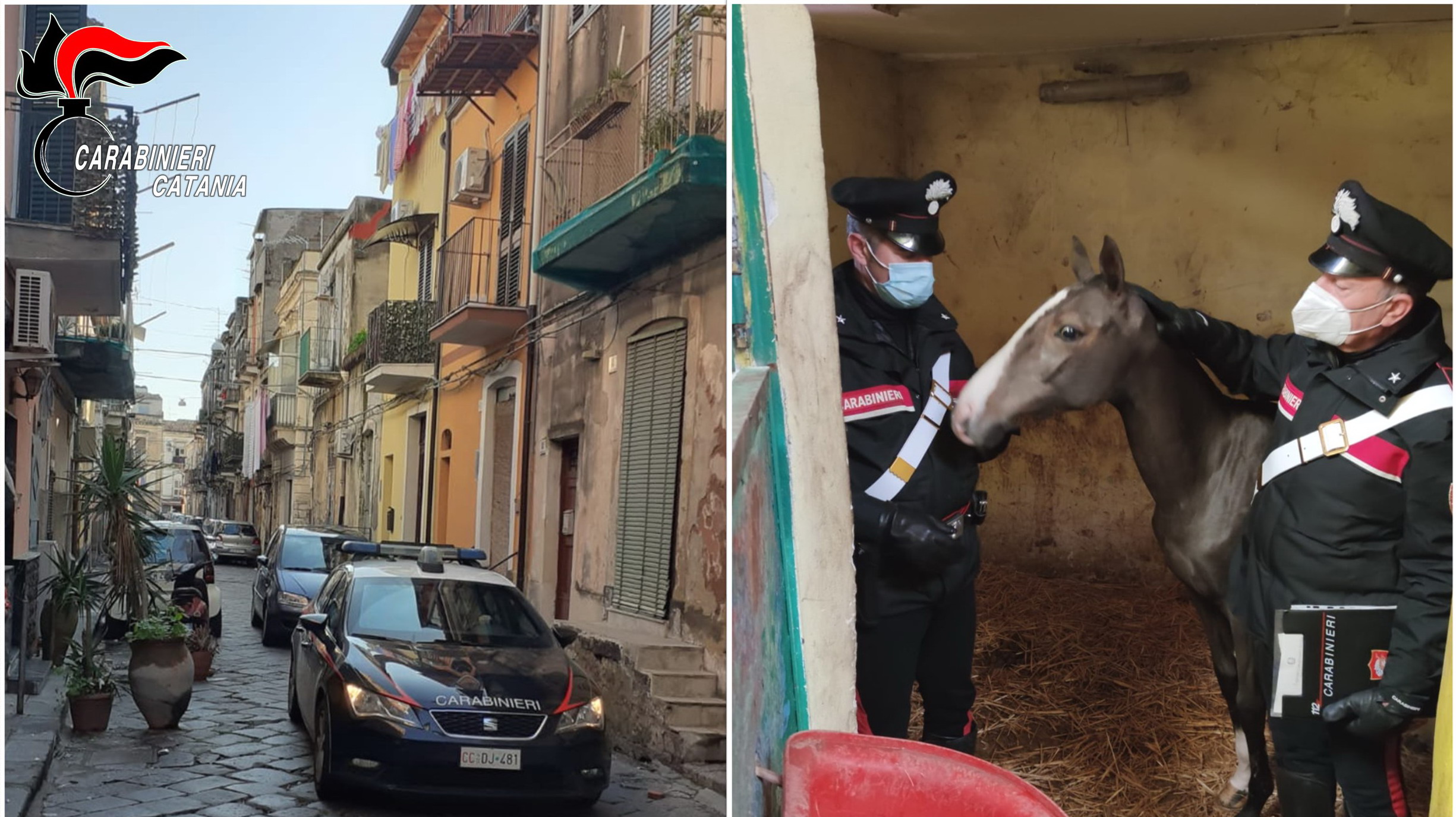 Catania, operazioni dei carabinieri a San Cristoforo: ritrovati due pony e un cavallo detenuti abusivamente