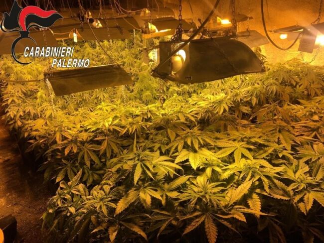 Serra per coltivazione di cannabis indica allacciata abusivamente alla rete elettrica: ai domiciliari 20enne