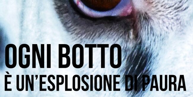 Botti di Capodanno, animali a rischio: le 10 regole per aiutarli nei momenti di terrore