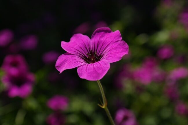 Il Geranio un fiore anche della Sicilia