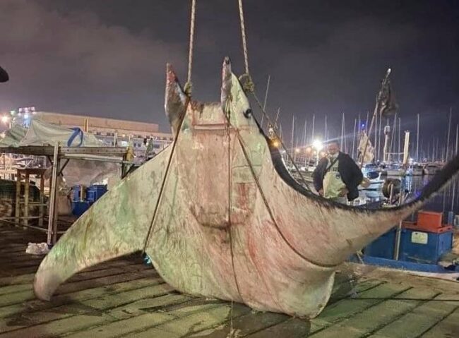 Ritrovamento shock al porto: trovata enorme manta di 450 chili, necessaria gru dei vigili del fuoco