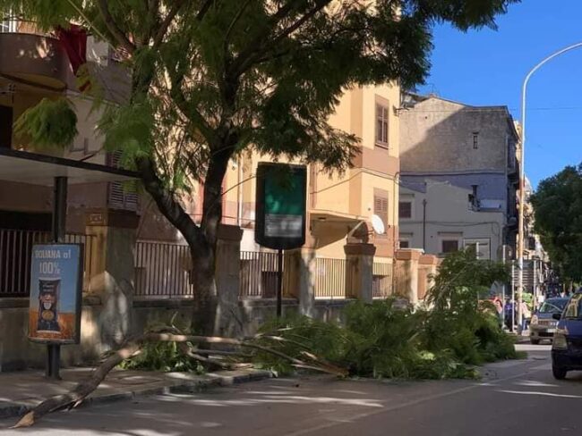 Maltempo, Sicilia investita da venti forti e neve: alberi caduti e rami spezzati nel Palermitano – FOTO