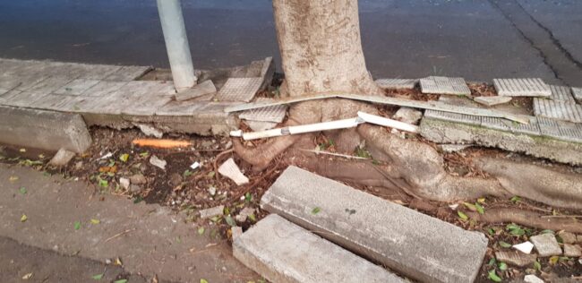 Catania, alberi e sicurezza nelle strade. Necessaria potatura a San Giovanni Galermo. Zingale: “Disagi e rischi”