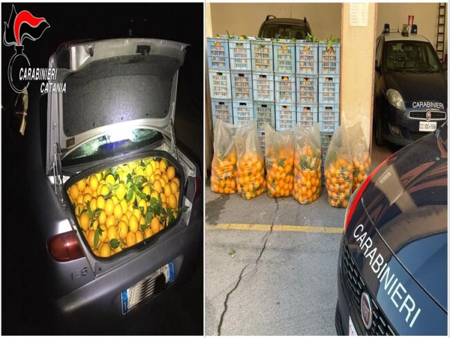 Ruba arance con un’altra persona, carabinieri trovano la refurtiva nella sua auto: denunciato 39enne a Paternò