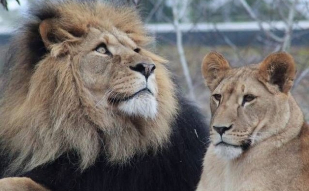 Coronavirus, quattro leoni positivi allo zoo di Barcellona. Forse contagiati da due impiegati