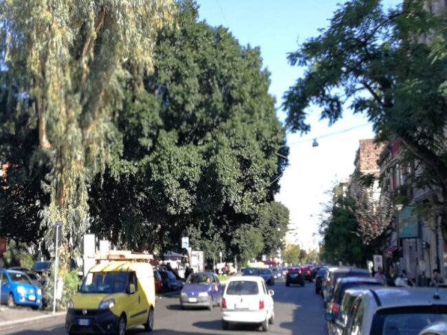 Catania, interventi potatura alberi in piazza 2 Giugno 1946. Buceti: “Restituire il giusto decoro”