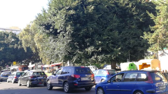 Catania spoglia di verde, la denuncia di Città Insieme: “Piantiamo gli alberi da una parte, dall’altra li tagliamo”