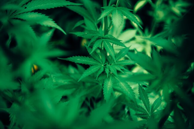 E-commerce di cannabis light: il boom delle vendite del 2020