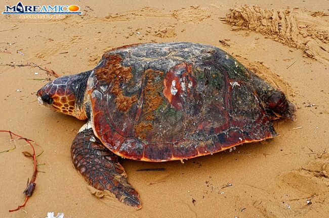 Agrigento, salvata da sicura morte una tartaruga caretta caretta – FOTO e VIDEO