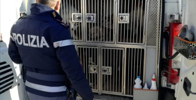 Controlli sulle strade statali: pony e cani dentro furgoncini non autorizzati e conducente di camion ubriaco