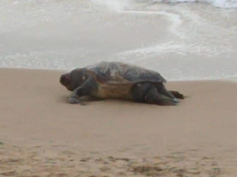Macabro ritrovamento sulla spiaggia di Scoglitti: segnalata carcassa di tartaruga, avvisate le autorità competenti
