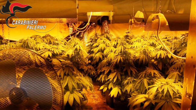 Servizio antidroga a Bolognetta: 4 arresti per coltivazione di droga e furto di energia elettrica