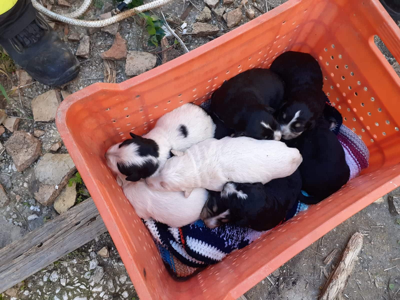 Orrore in Sicilia, cuccioli di cane gettati dentro un pozzo profondo: salvati da volontari e vigili del fuoco, uno morto