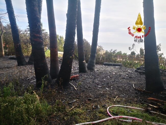 Alberi in fiamme nel Catanese, muore cane rottweiler di 8 anni: vani i tentativi di salvataggio – FOTO