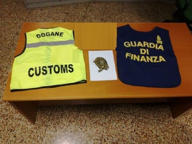 Curioso ritrovamento al porto di Palermo, tartaruga a rischio estinzione sequestrata: trovata tra i bagagli