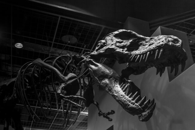 Il Tirannosauro ha conquistato anche la Sicilia? L’Isola al tempo dei dinosauri