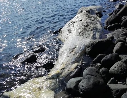 Eolie, trovata carcassa di capodoglio sulle spiagge di Vulcano: non si esclude ingestione di plastica