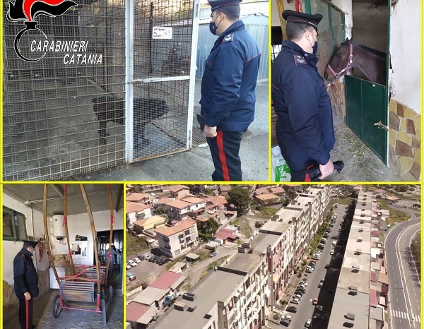 Catania, controlli nel quartiere Galermo-Trappeto nord: denunce, sequestri e sanzioni
