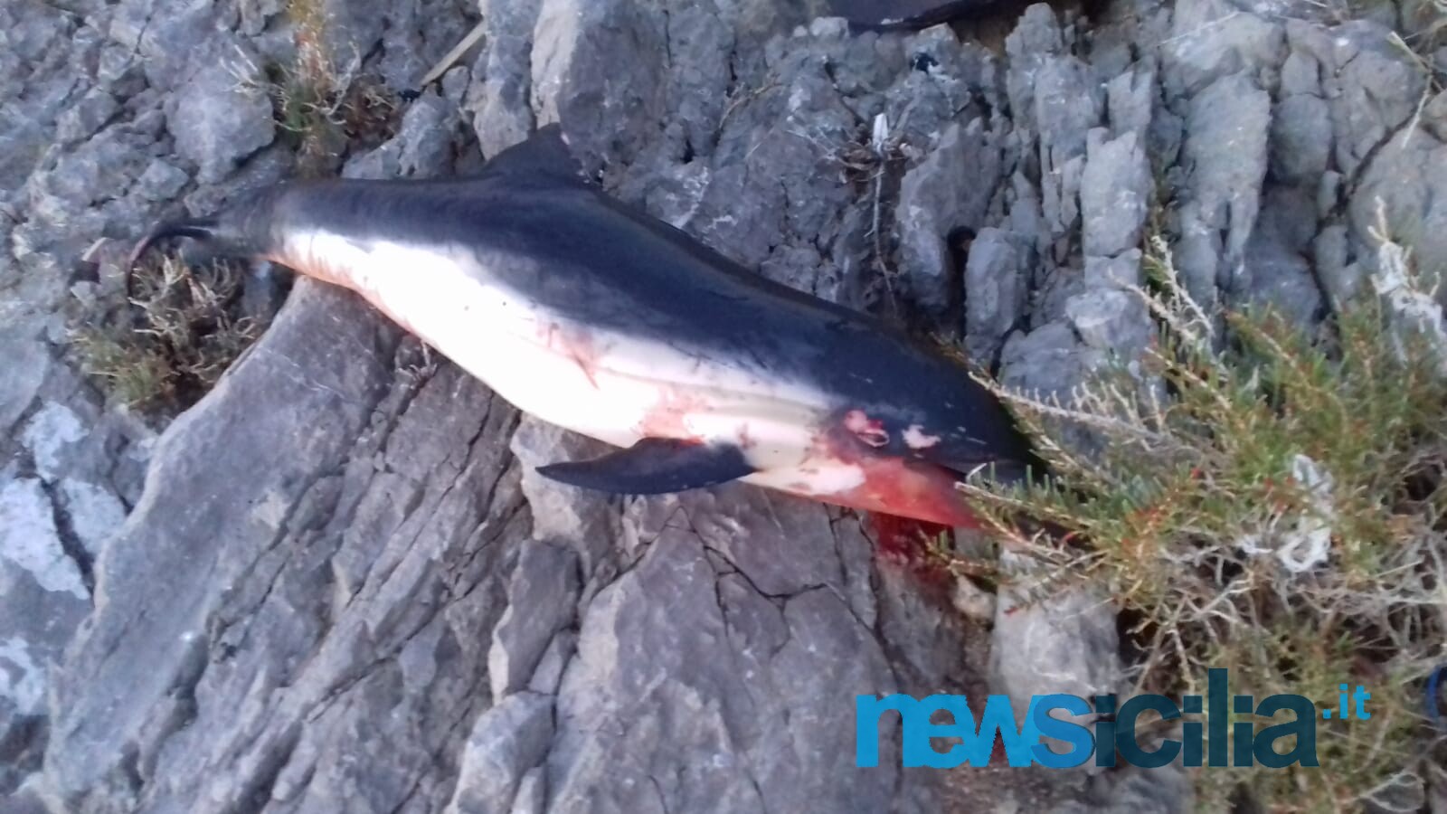 Palermo, delfino morto ritrovato sulla scogliera di Barcarello – FOTO e VIDEO