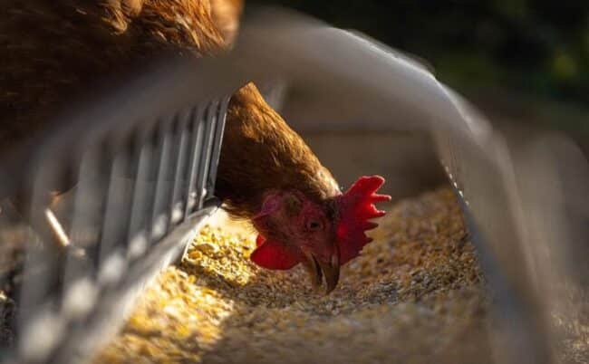 Influenza aviaria, in Russia 7 persone contagiate dal ceppo H5N8