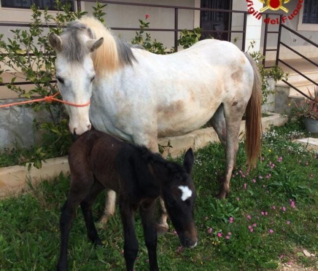 Puledrina scivola in un dirupo: vigili del fuoco la salvano e la consegnano alla mamma
