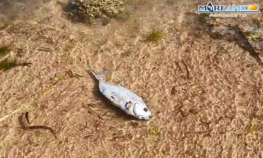 Realmonte, la spiaggia di Giallonardo piena di pesci morti: la denuncia di MareAmico – FOTO e VIDEO