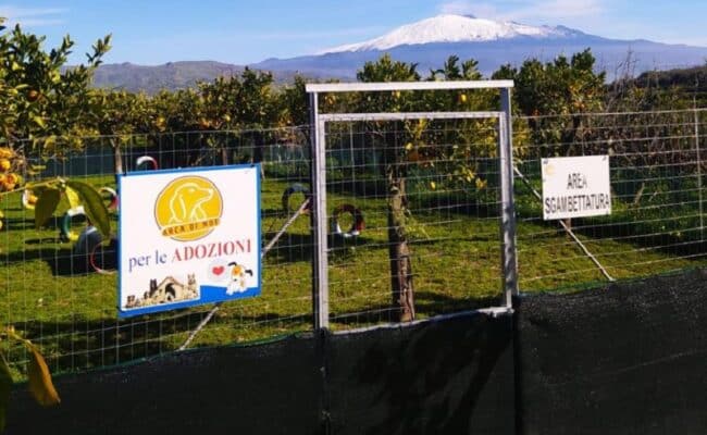 Animali domestici e Coronavirus, a Catania cani e gatti dei ricoverati assistiti gratuitamente: ecco come richiedere assistenza