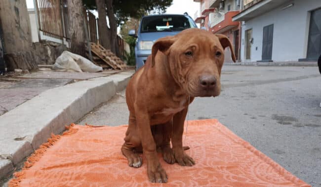 Minorenni provano a impiccare un pitbull, il cucciolo non ce l’ha fatta: “Non ci sono parole”