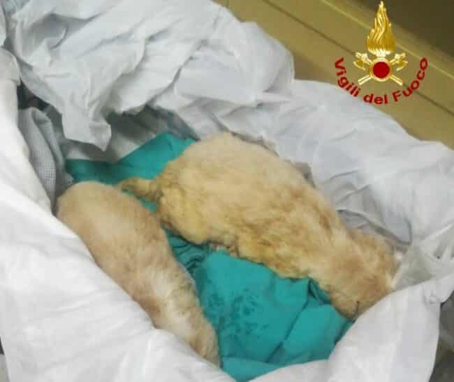 Cuccioli abbandonati nel Catanese, trovati 4 cagnolini in un sacco: solo due ce l’hanno fatta – FOTO