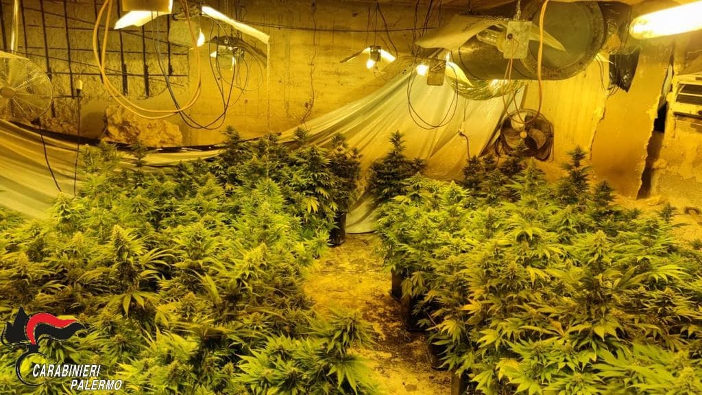 “Giardinaggio” hobby da lockdown: scoperte due piantagioni indoor – FOTO e VIDEO