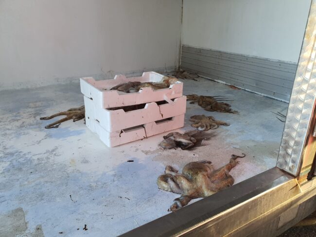 Polizia stradale attiva ad Agrigento e provincia, scoperti pneumatici usurati e polpo “pericoloso”